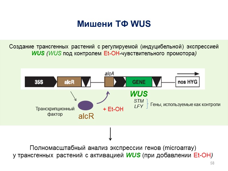 58 WUS STM LFY Мишени ТФ WUS Создание трансгенных растений с регулируемой (индуцибельной) экспрессией
